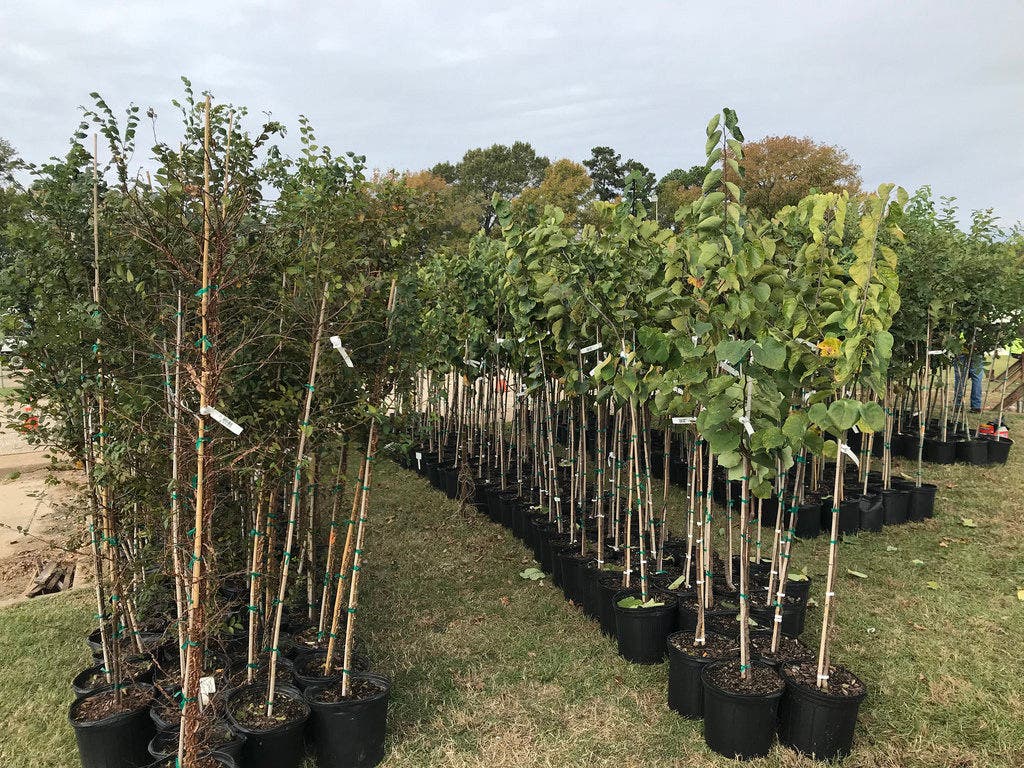 Small trees lined up for giveaway